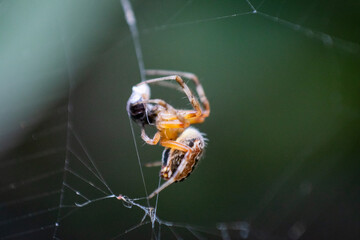 Araña