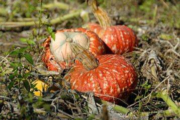 Red patisons in the garden