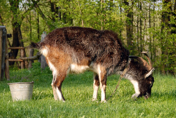 Naklejka na ściany i meble A goat in the pasture, Poland
