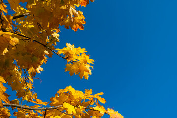 Golden maple leaves swaying against the backdrop of a blue sky. A shot taken on a beautiful sunny day.