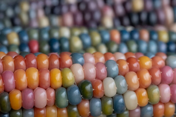 Macro photo of Zea Mays gem glass corn cobs with rainbow coloured kernels, grown on an allotment in London UK.