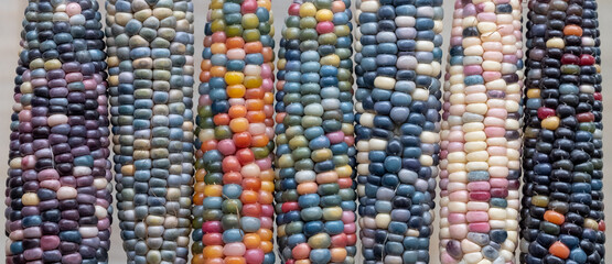 Macro photo of Zea Mays gem glass corn cobs with rainbow coloured kernels, grown on an allotment in London UK. © Lois GoBe