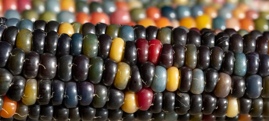 Macro photo of Zea Mays gem glass corn cobs with rainbow coloured kernels, grown on an allotment in London UK.