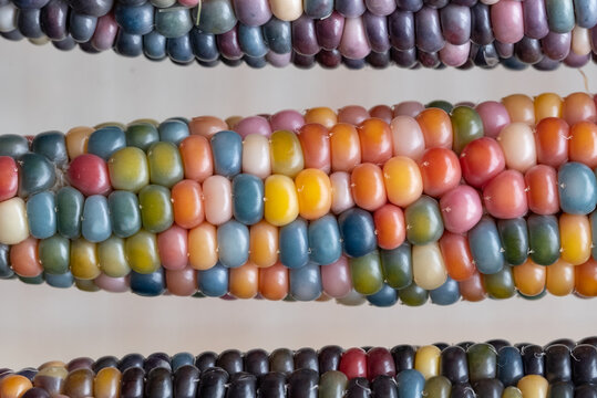 Macro photo of Zea Mays gem glass corn cobs with rainbow coloured kernels, grown on an allotment in London UK.
