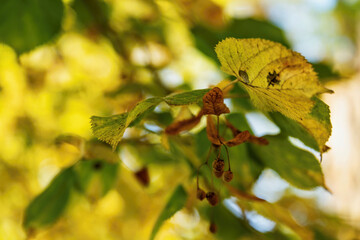 Yellow and green leaf with fruit on tilia tree in autumn.