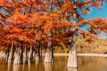 Orange Taxodium trees in water. Autumnal swamp cypresses on lake