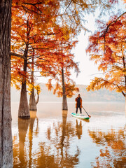 Happy woman with paddle on SUP board at sunrise and autumnal Taxodium trees in lake