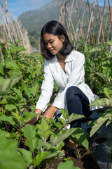 Young girl from Bali harvesting fresh vegetables.