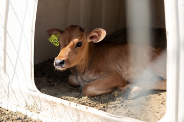Cute little calf in individual enclosure. Cattle breeding, taking care of animals. Livestock cow farm.