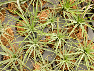 Close up of a Tillandsia, a tropical air plants.