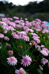 Beautiful green bush with delicate pink flowers. Decoration of the yard and home.