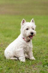 West Highland White Terrier. dog on the grass.