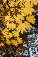 아름다운 가을 단풍 