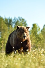 Brown bear approaching at sunny daylight, forest in the background