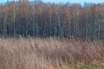 autumn in the forest