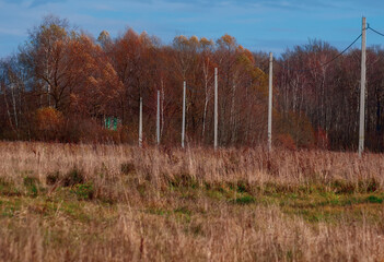 Fototapeta premium autumn in the forest