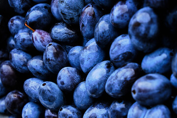 Background is bright and ripe plums, beautiful and delicious fruits.