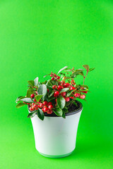 Gaultheria flower plant indoor in a pot with red berries indoor home plant on the table copy space background rustic 