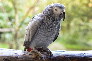 gray parrot with eye contact with the viewer.