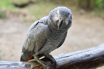 gray parrot with eye contact with the viewer.