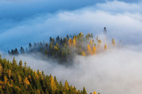 fog in the forest