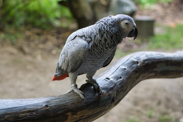gray parrot with eye contact with the viewer.