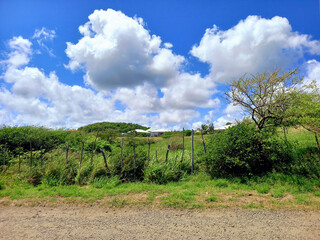 Fototapeta na wymiar Panoramic view of tropical vegetation under a Caribbean sky. Nature and landscape of the French West Indies.