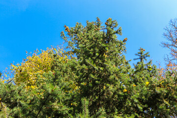 Green Christmas tree with cones on the background of blue autumn sky