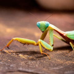 Green praying mantis kind of heirodula vietnam close up on brown background