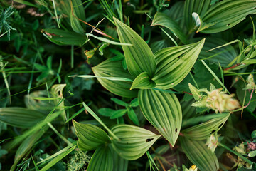 Fototapeta na wymiar Pattern fresh green leaves background.