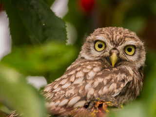 Steinkauz sitzend im Kirschbaum