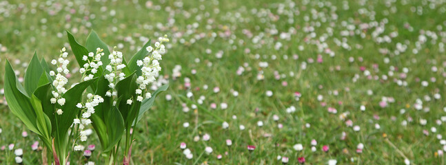 Brins de muguet avec feuilles avec fond de gazon et paquerettes	