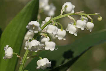 Brins de muguet avec feuilles	