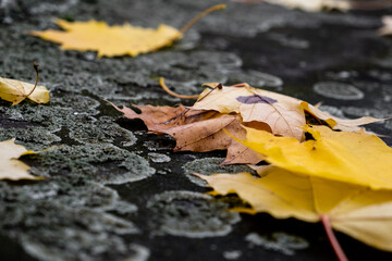 Autumn leaves