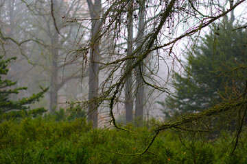 an autumn day in a foggy park