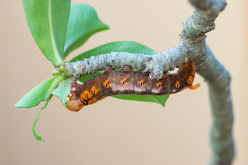 Oleander Hawk Moth caterpillar  perching on a Adenium leaf