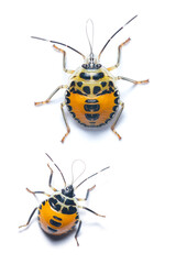 A nymph Citrus Stink Bug isolated on white background