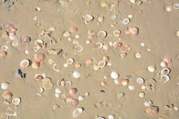 Sea shells background. Sea shells at the beach