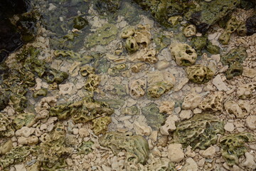A kurkar sandstone formations close up. Mediterranean sea coastline