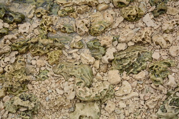 A kurkar sandstone formations close up. Mediterranean sea coastline