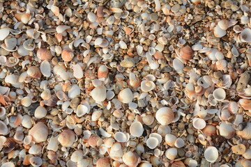 Sea shells background. Sea shells at the beach