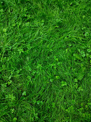 green grass background