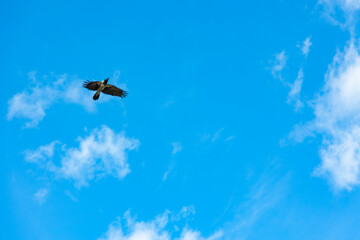airplane in the sky