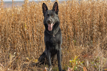 german shepherd dog