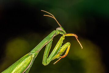 Green praying mantis sits on a branch in the sun