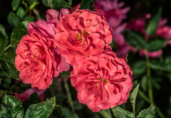 pink roses on a green background