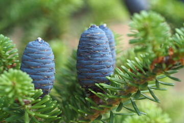 Green Christmas tree with cones. Macrophotography of wildlife.
