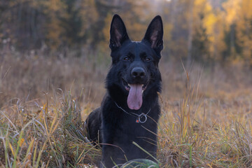 german shepherd dog