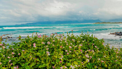 Pink flowers. Blue ocean waves in the background. White cloud.