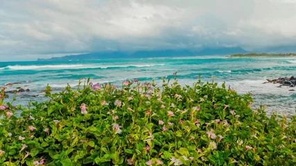 Tuinposter Pink flowers. Blue ocean waves in the background. White cloud. © Alexsandr
